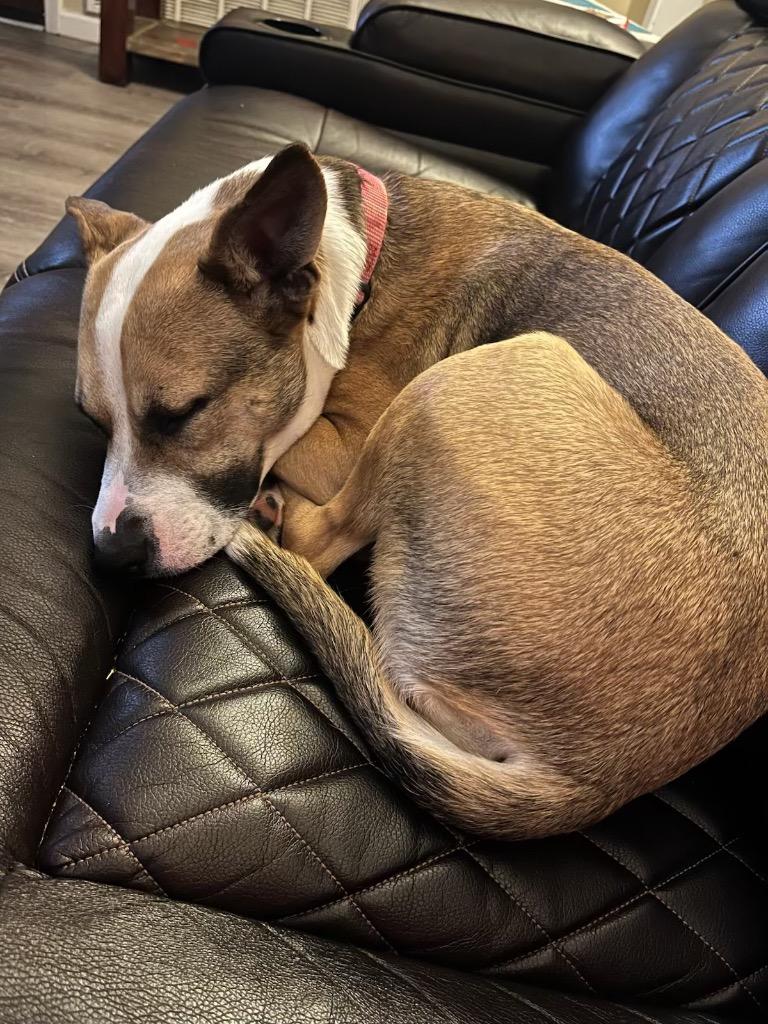 Enlarge Kitty, a Adoptable Collie in New Orleans, LA image 3/4