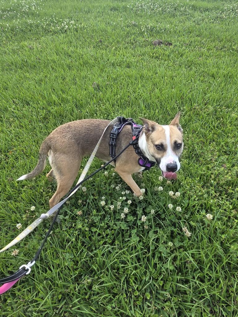 Enlarge Kitty, a Adoptable Collie in New Orleans, LA image 4/6