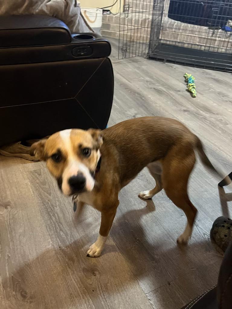 Enlarge Kitty, a Adoptable Collie in New Orleans, LA image 4/4