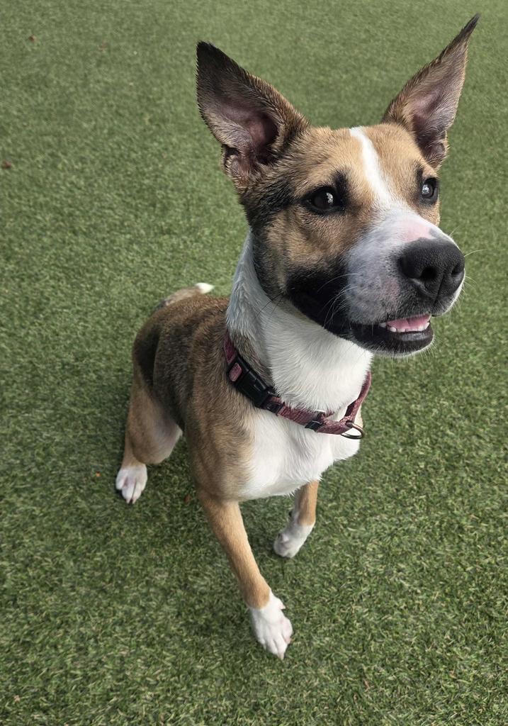 Enlarge Kitty, a Adoptable Collie in New Orleans, LA image 5/6