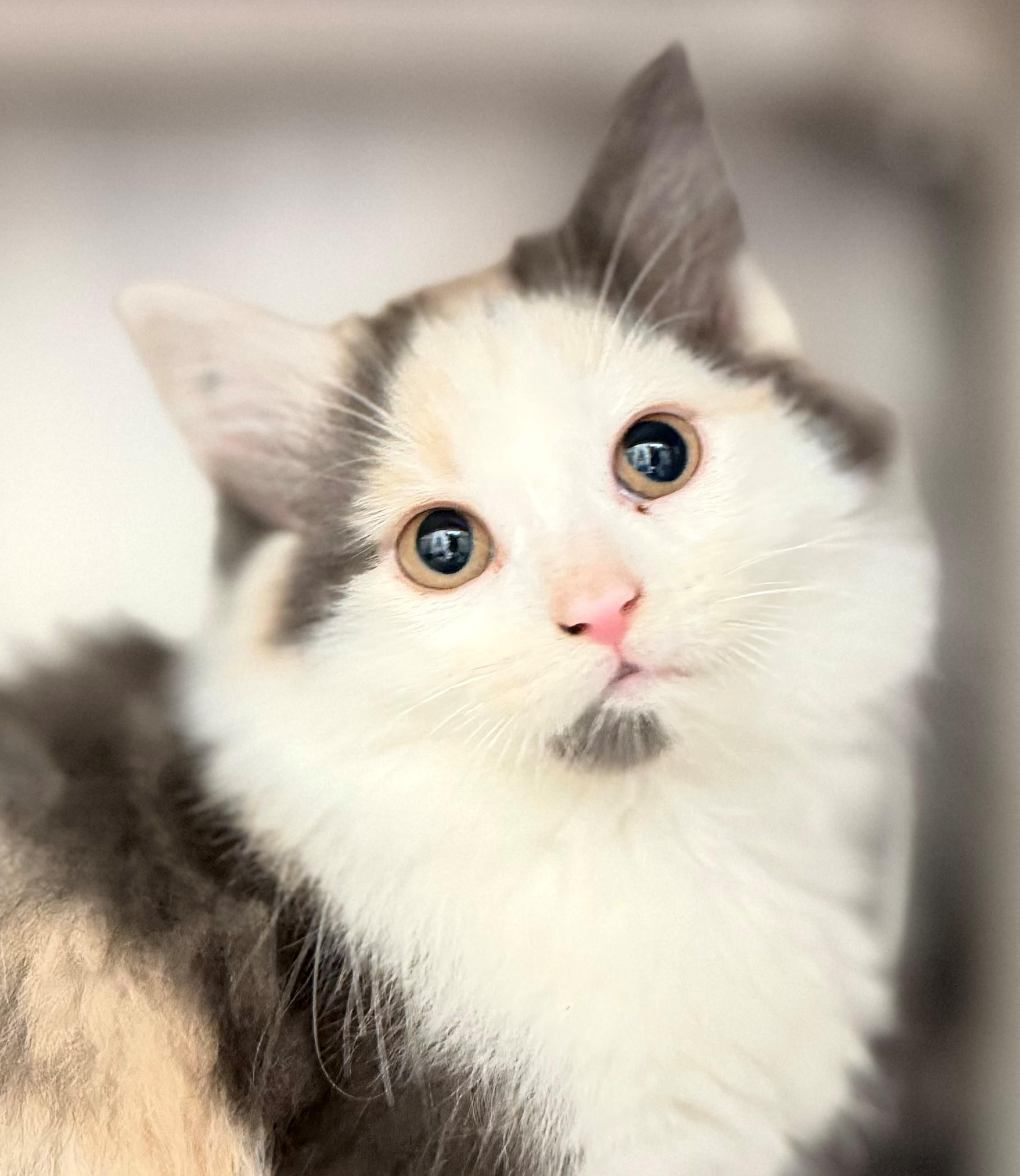 Rachel, adoptable, Kitten Female Domestic Medium Hair.