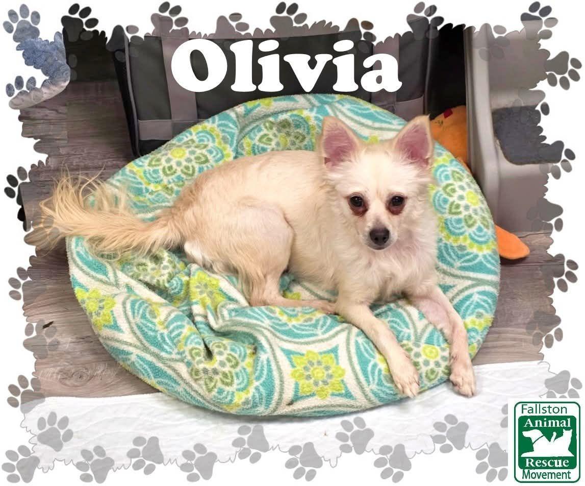 Enlarge Olivia, a ADOPTABLE mixed breed in Bel Air, MD image 1/1