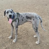 Enlarge Ajax, a Adoptable Great Dane in Lakewood, CO image 1/1