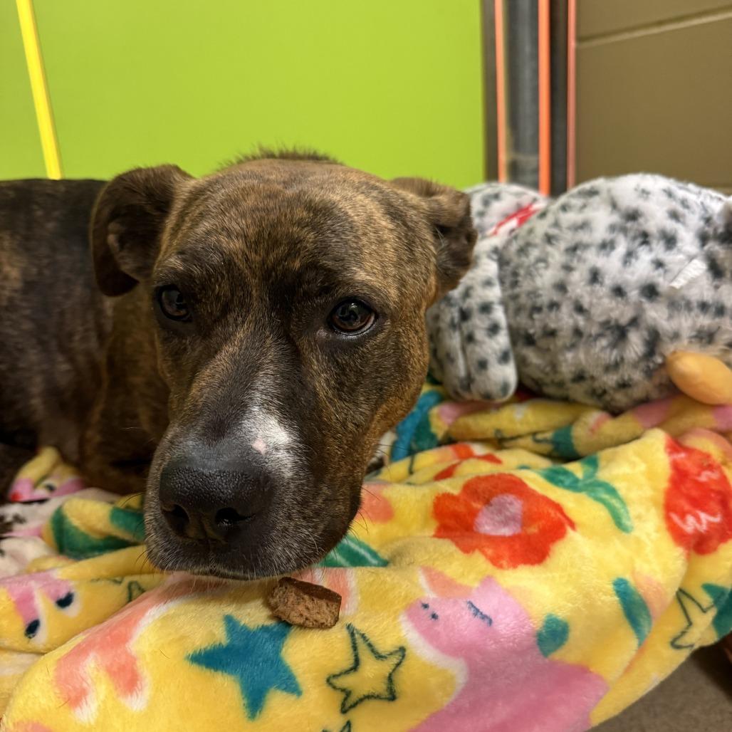 Paisley, Adoptable, Adult Female Mixed Breed.