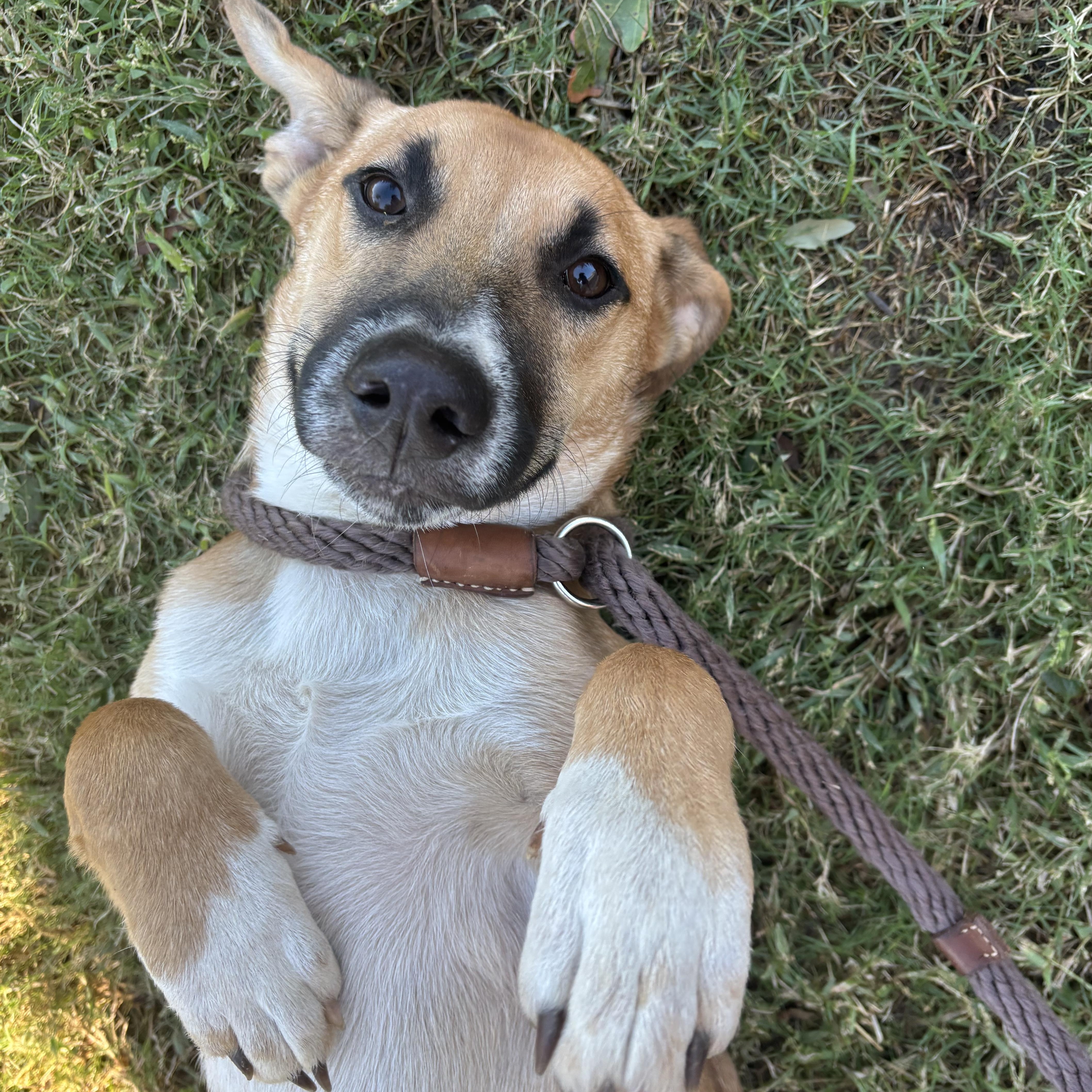 Reno, Adoptable, Young Male Mixed Breed & Mixed Breed.