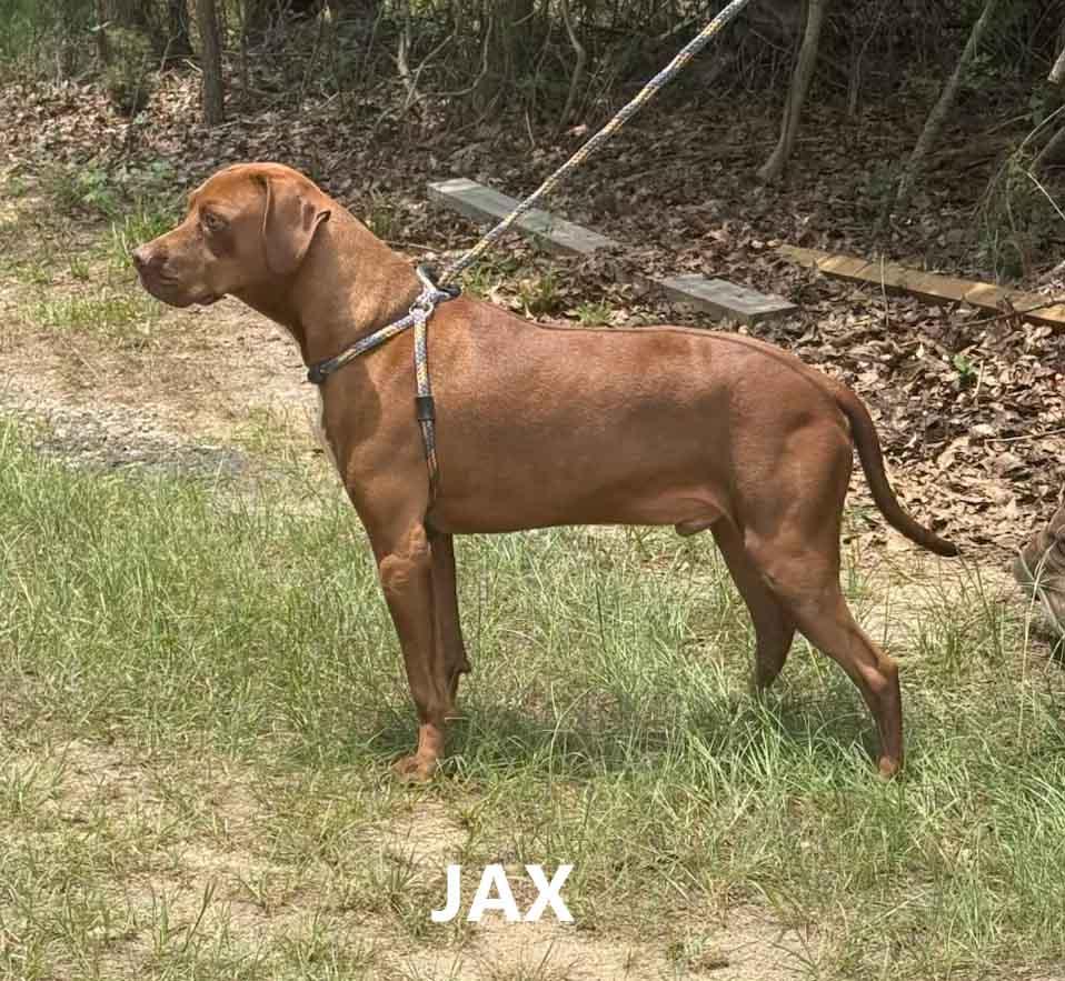 Jax, ADOPTABLE, Adult Male Labrador Retriever.