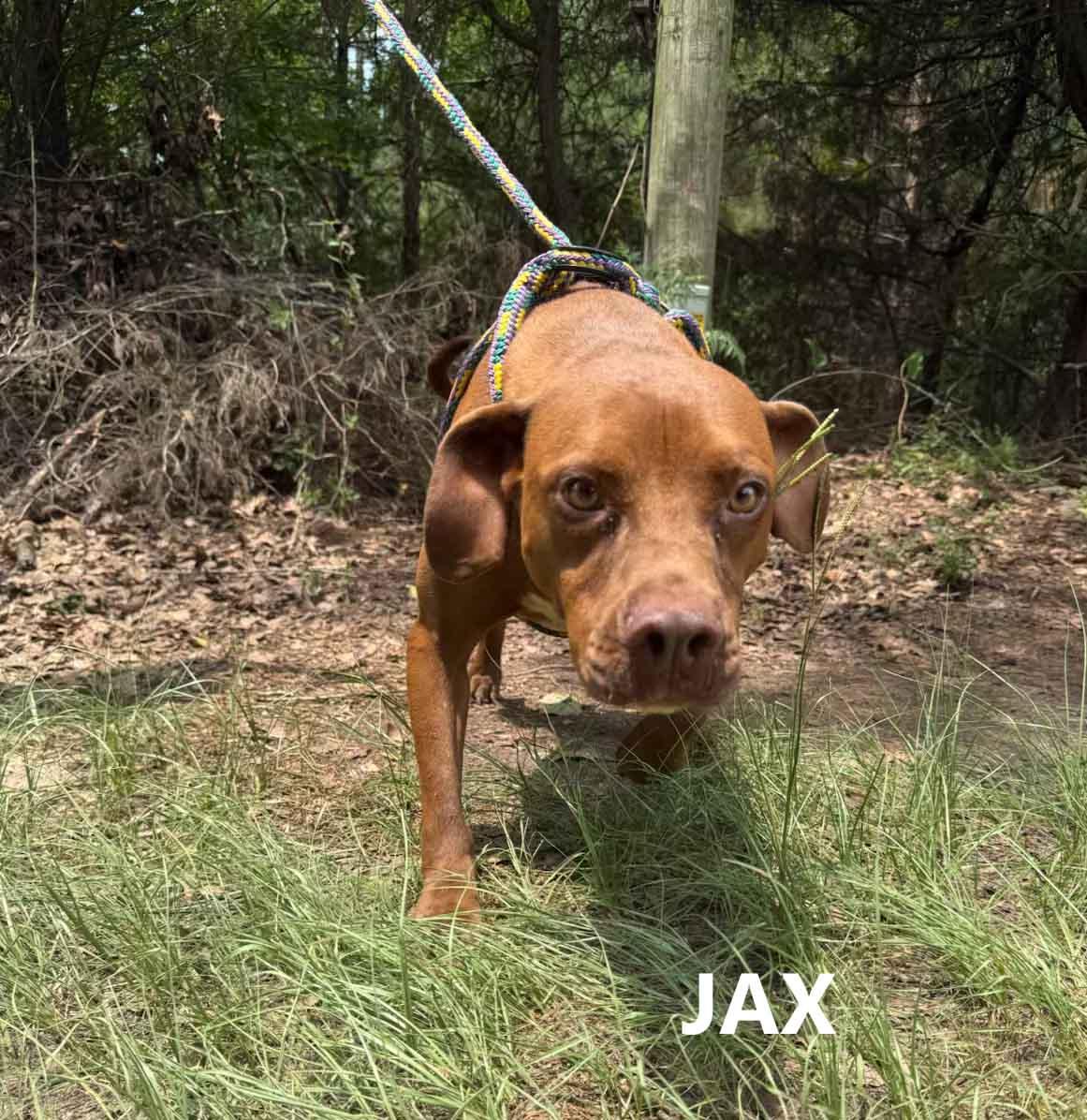 Enlarge Jax, a ADOPTABLE mixed breed in Washington, GA image 2/2
