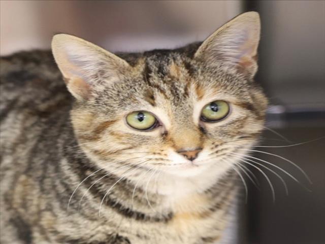 Enlarge A512434, a Adoptable Domestic Short Hair in Wilmington, NC image 1/1