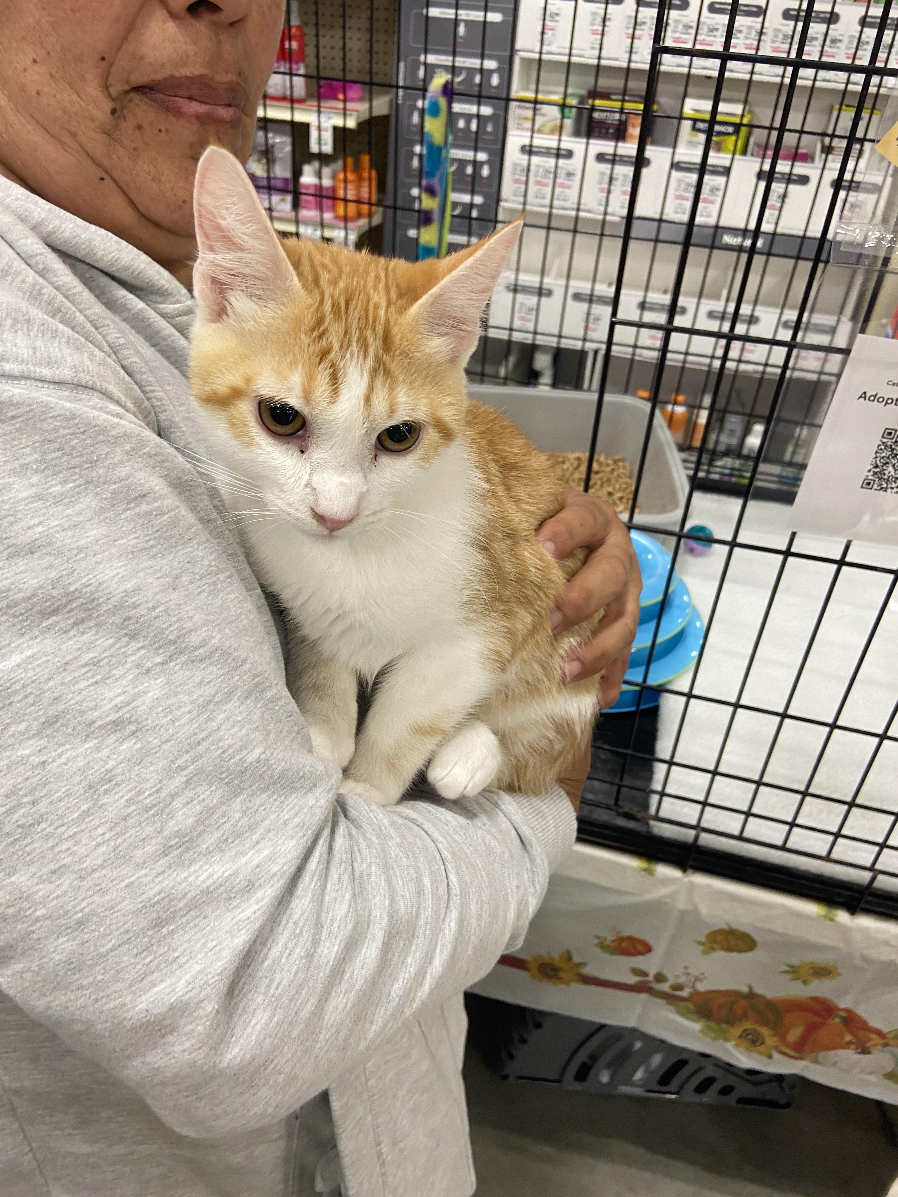 Enlarge Candy Corn, a Adoptable Domestic Short Hair in Salinas, CA image 1/1