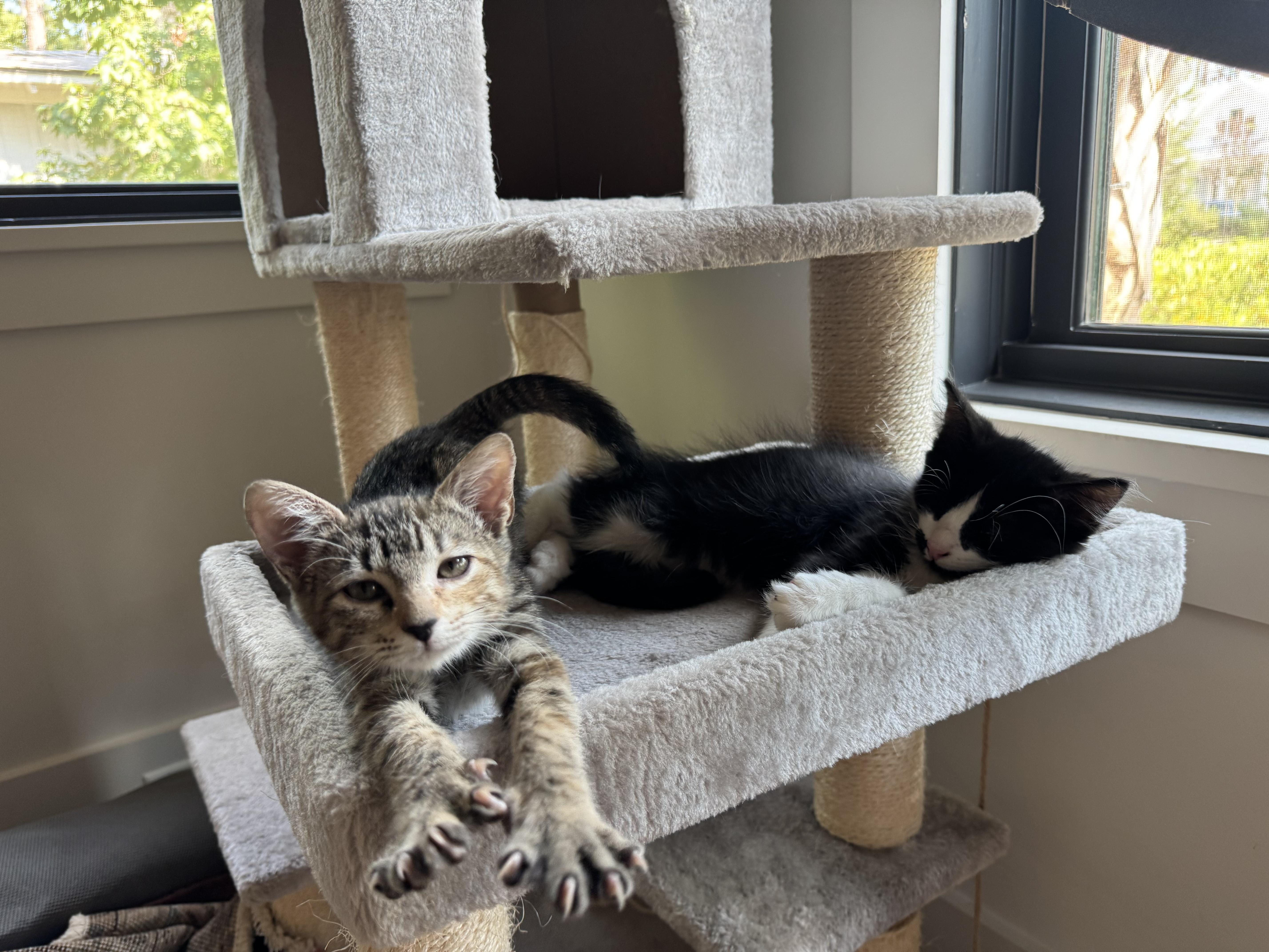 Enlarge Tut, a Adoptable Domestic Short Hair in Beaufort, SC image 1/6