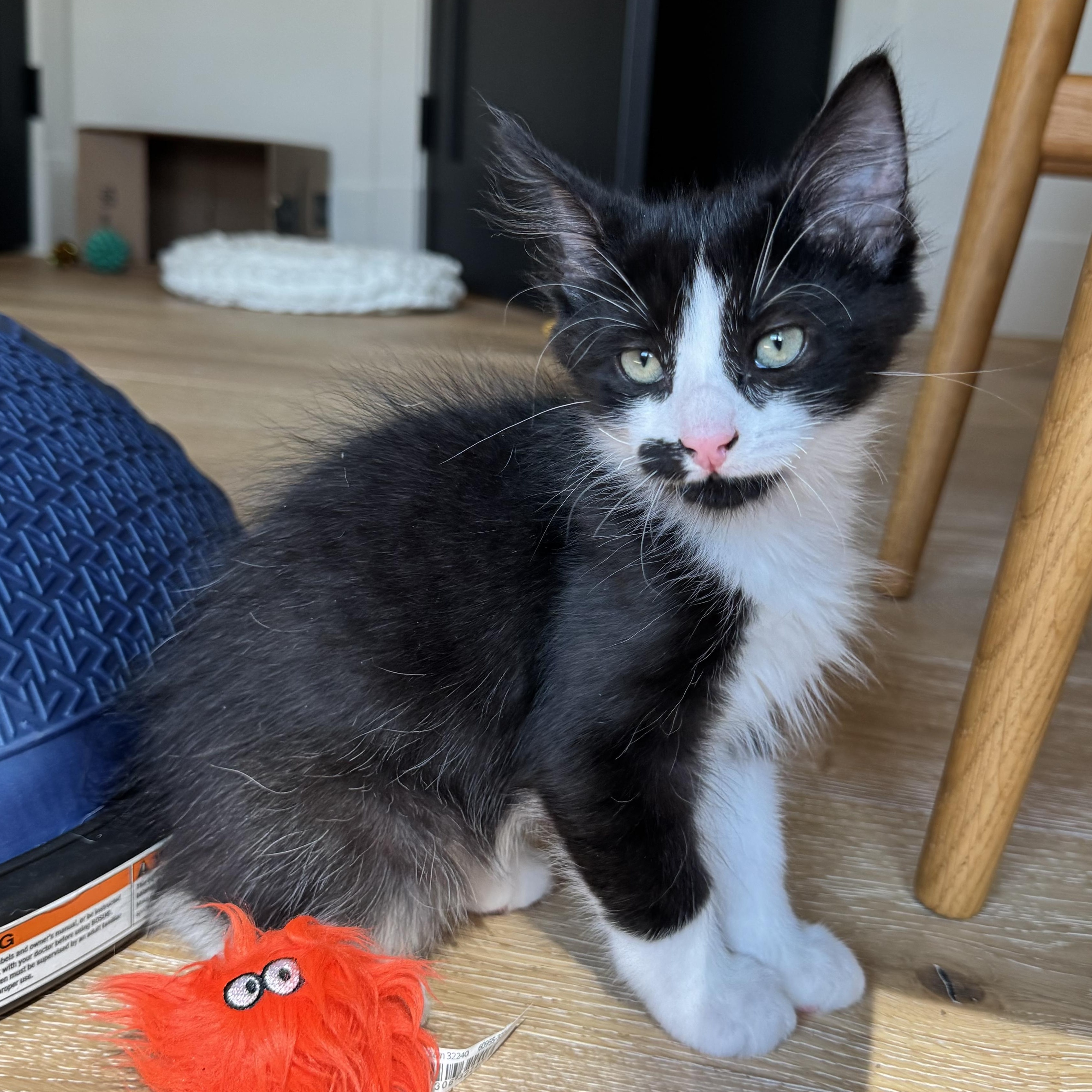 Enlarge Tut, a Adoptable Domestic Short Hair in Beaufort, SC image 4/6