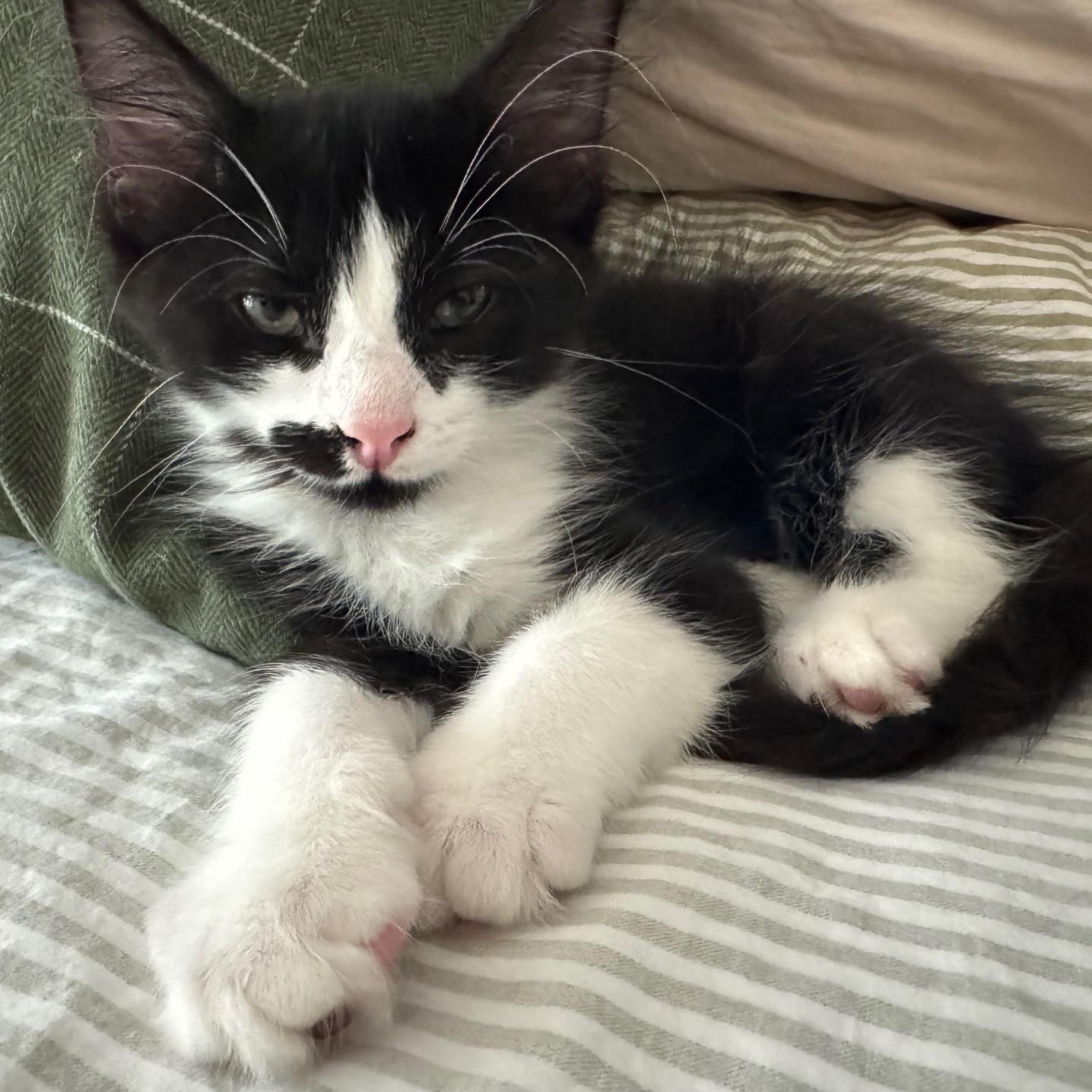 Enlarge Tut, a Adoptable Domestic Short Hair in Beaufort, SC image 2/6