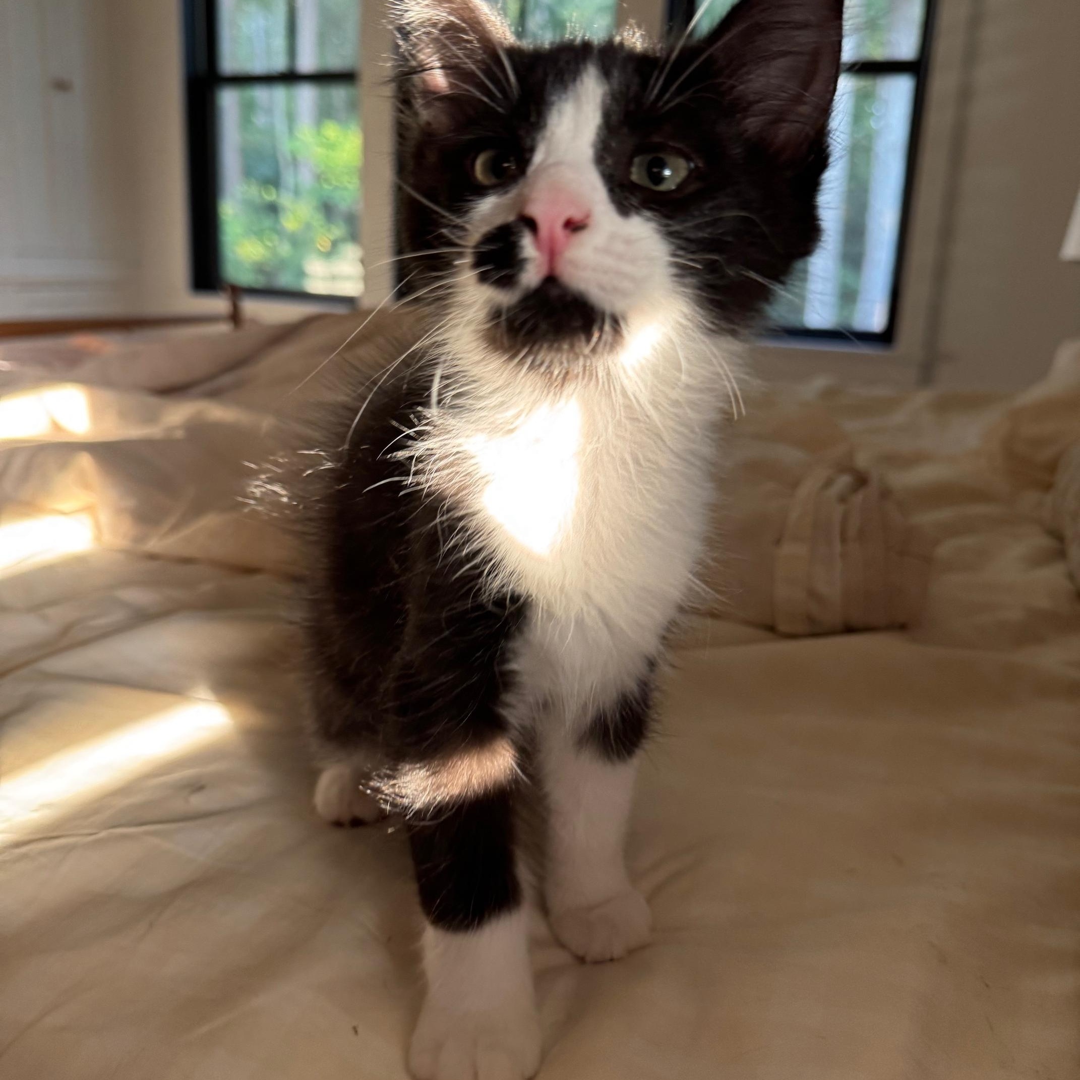 Enlarge Tut, a Adoptable Domestic Short Hair in Beaufort, SC image 6/6