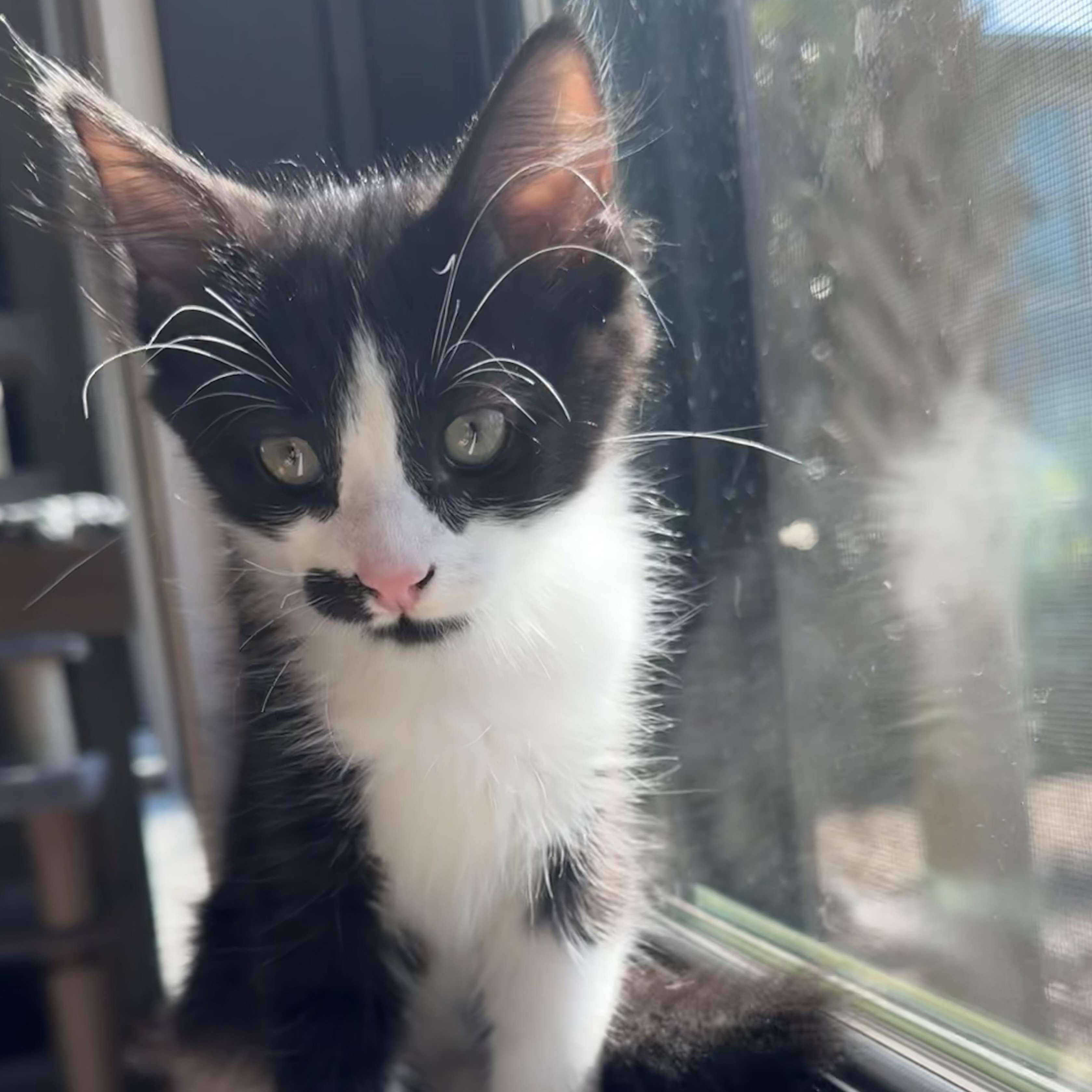 Enlarge Tut, a Adoptable Domestic Short Hair in Beaufort, SC image 5/6