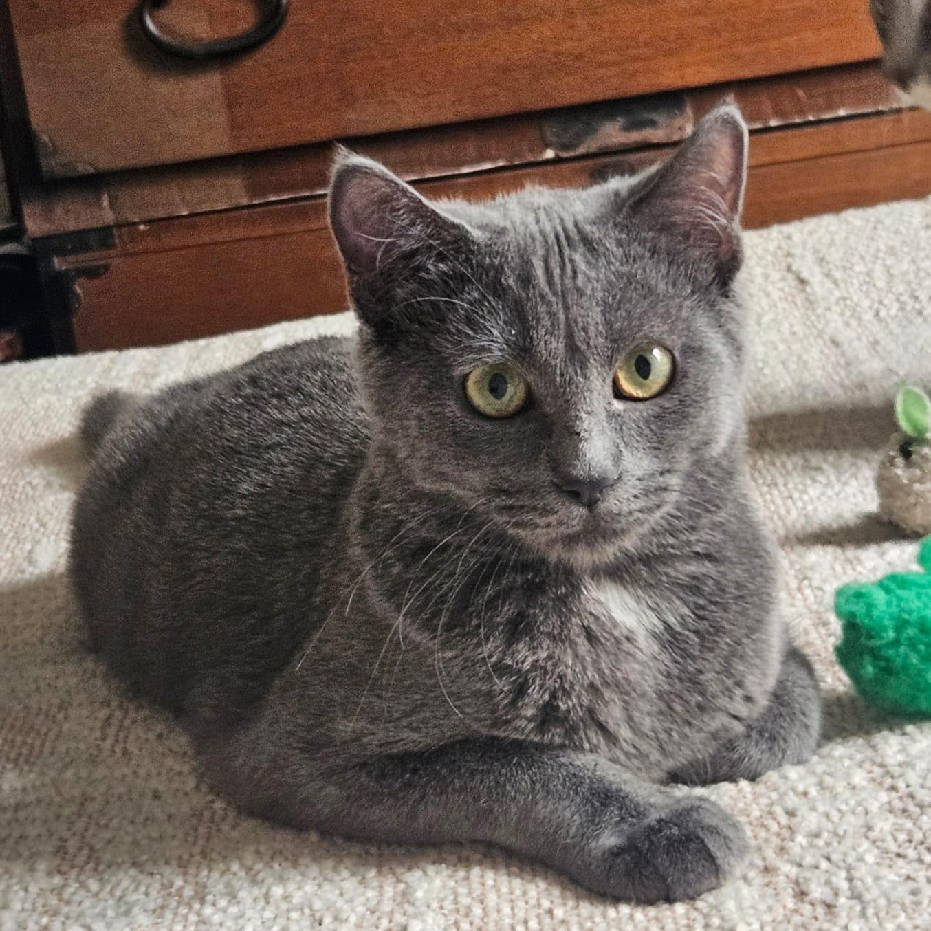 Enlarge Rosemary and Lavender, a Adoptable American Shorthair in bronx, NY image 2/4