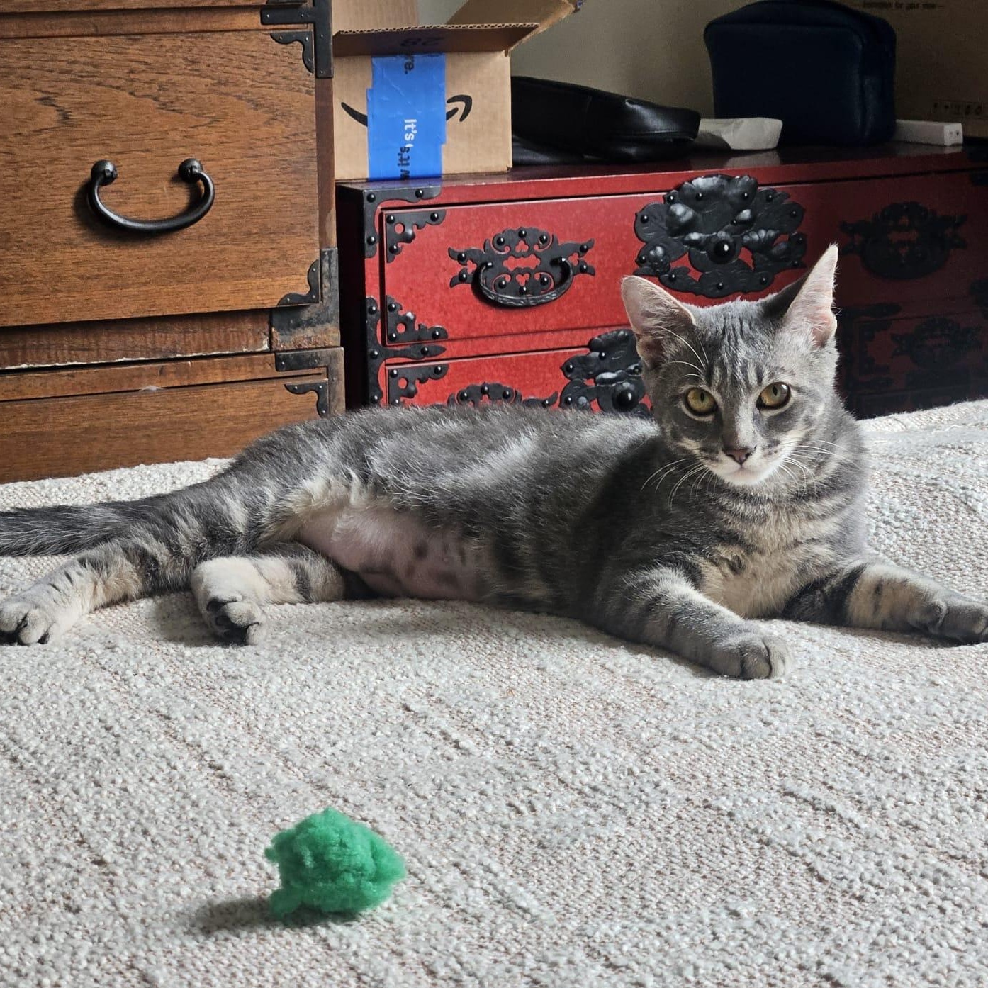 Enlarge Rosemary and Lavender, a Adoptable American Shorthair in bronx, NY image 3/4