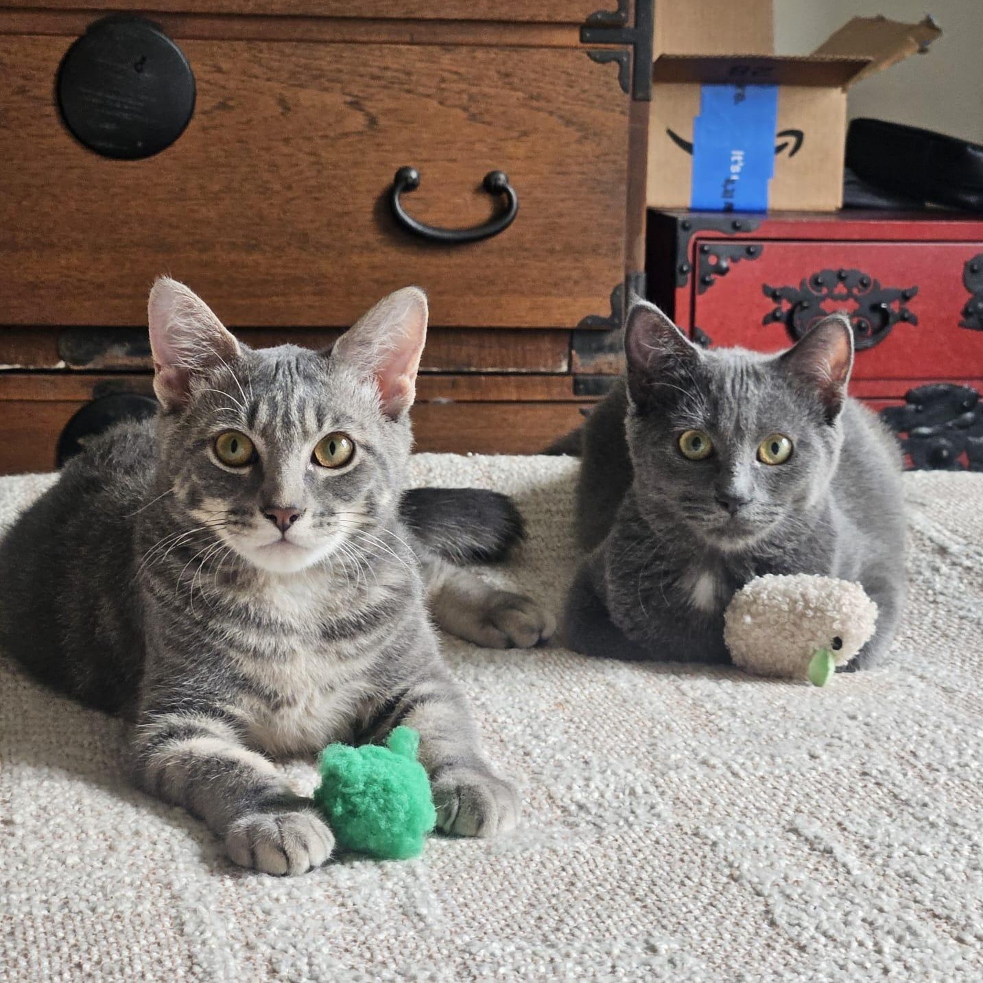 Enlarge Rosemary and Lavender, a Adoptable American Shorthair in bronx, NY image 1/4