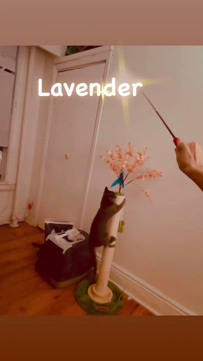 Enlarge Rosemary and Lavender, a Adoptable American Shorthair in bronx, NY video 4/4