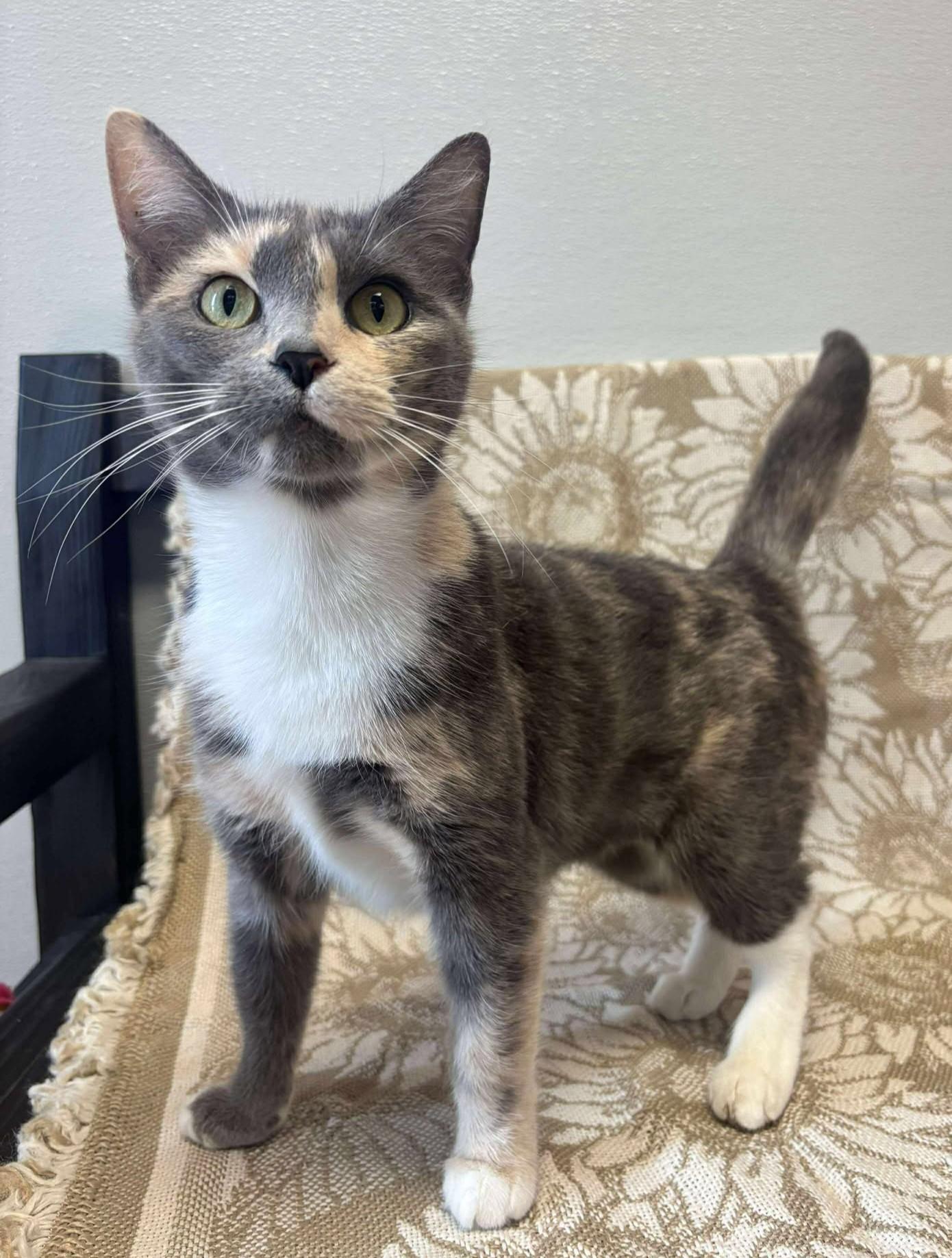 LuLu, Adult Female Domestic Short Hair