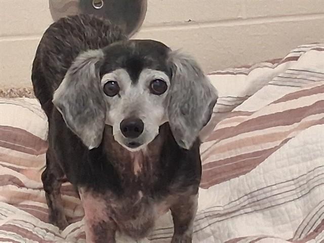 MOLLY, Adoptable, Senior Female Beagle & Dachshund.
