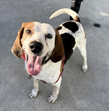 Enlarge Snickerdoodle, a Adoptable mixed breed in Richmond, VA image 2/3