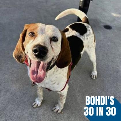 Enlarge Snickerdoodle, a Adoptable mixed breed in Richmond, VA image 3/3