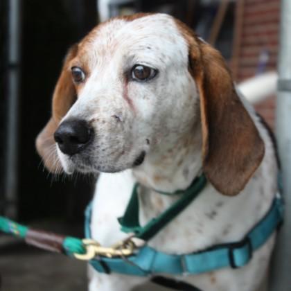 Snickerdoodle, a Adoptable mixed breed in Richmond, VA image 3/3