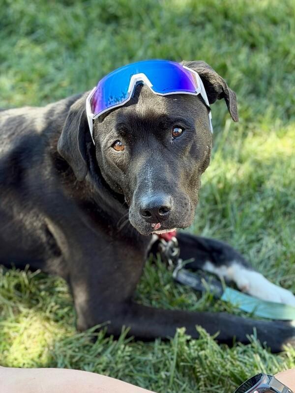 Jack, a Adoptable Mixed Breed in Fruit Heights, UT image 1/6