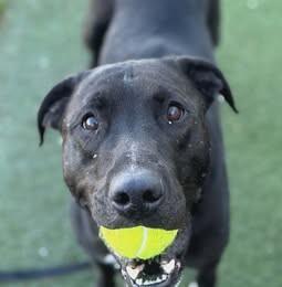 Jack, a Adoptable Mixed Breed in Fruit Heights, UT image 3/6
