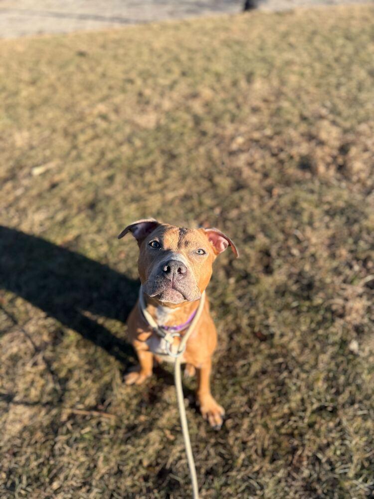 Enlarge Chia, a Adoptable mixed breed in New York, NY image 1/6