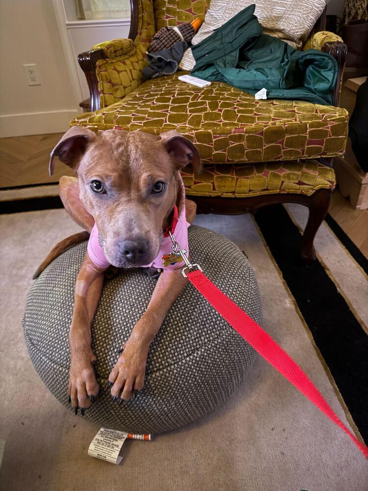 Enlarge Chia, a Adoptable mixed breed in New York, NY image 2/6