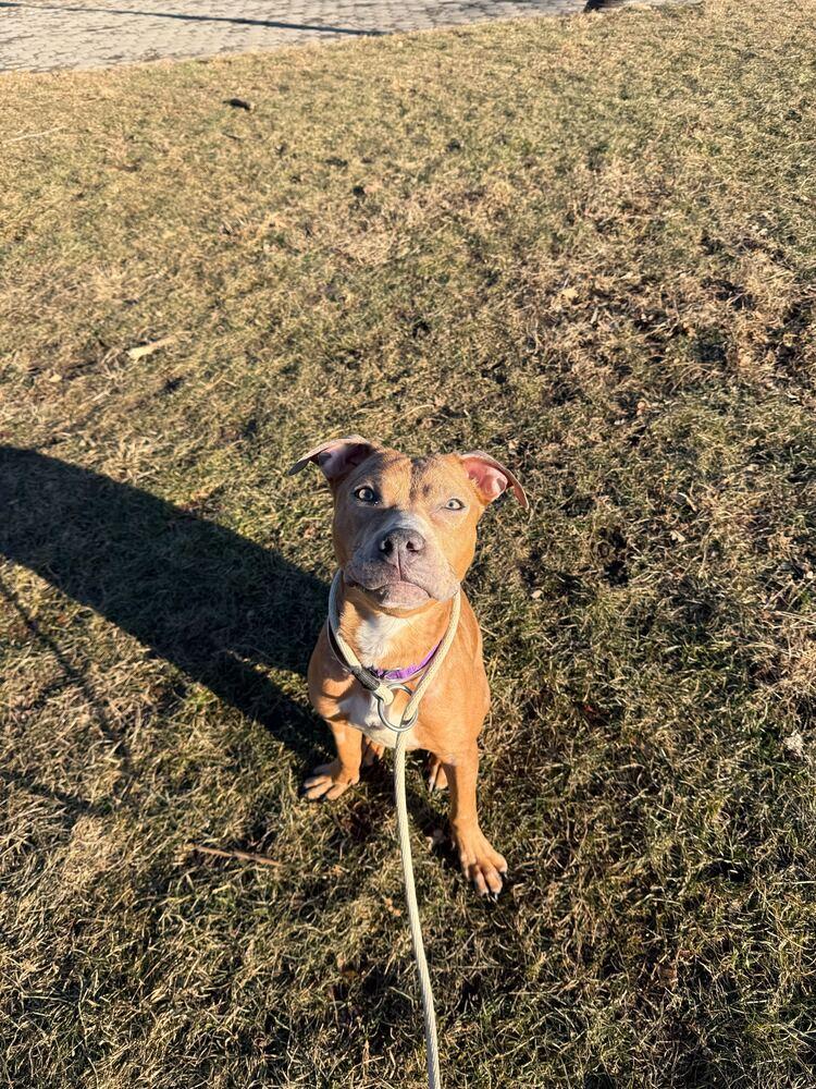 Enlarge Chia, a Adoptable mixed breed in New York, NY image 4/6