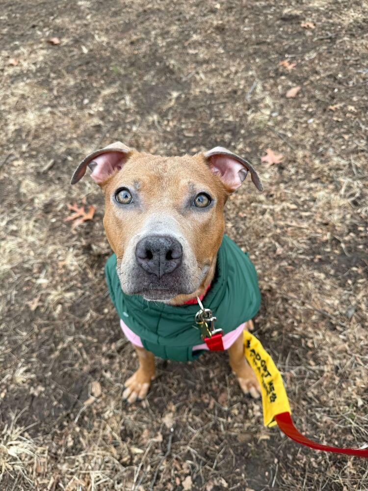 Enlarge Chia, a Adoptable mixed breed in New York, NY image 6/6