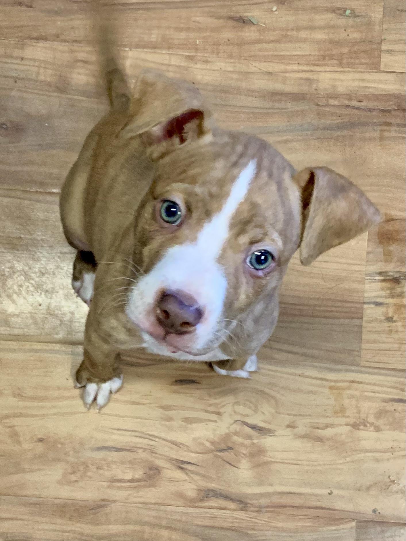 Dog for adoption Wigglez, a Mixed Breed in Grass Valley, CA Petfinder