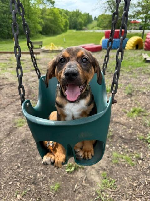 Enlarge Bayou, a ADOPTABLE mixed breed in East Sparta, OH image 1/6
