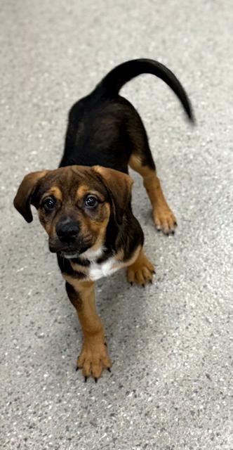 Enlarge Bayou, a ADOPTABLE mixed breed in East Sparta, OH image 3/6