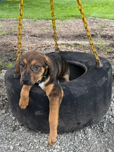 Enlarge Bayou, a ADOPTABLE mixed breed in East Sparta, OH image 4/6