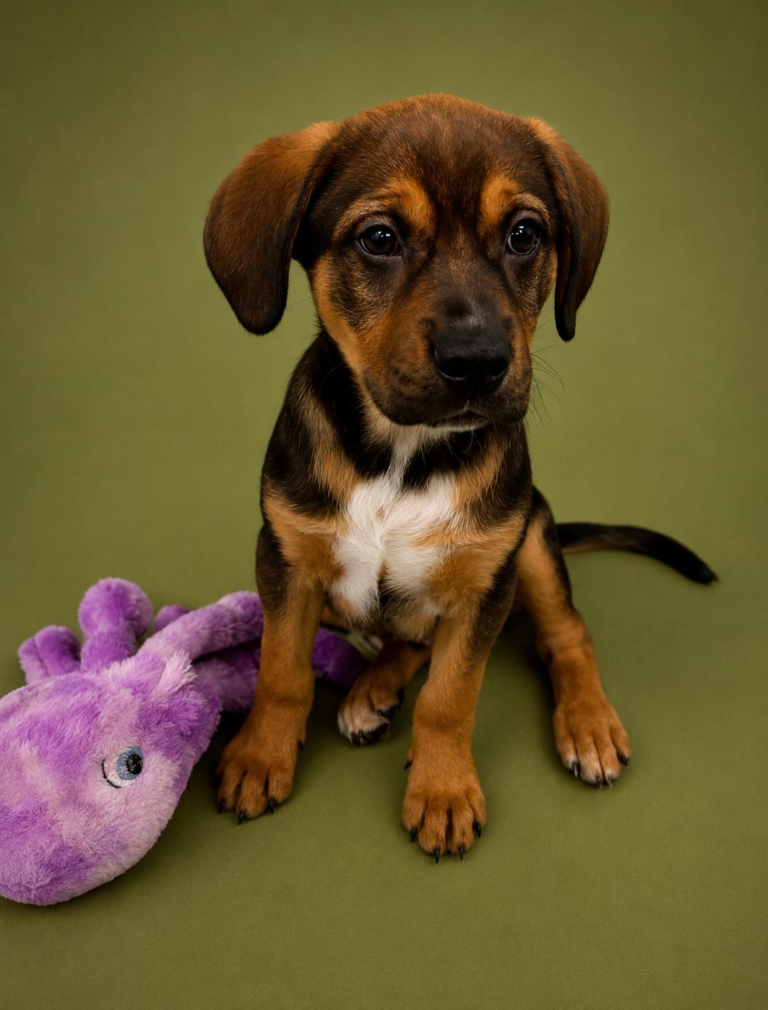 Enlarge Bayou, a ADOPTABLE mixed breed in East Sparta, OH image 2/6