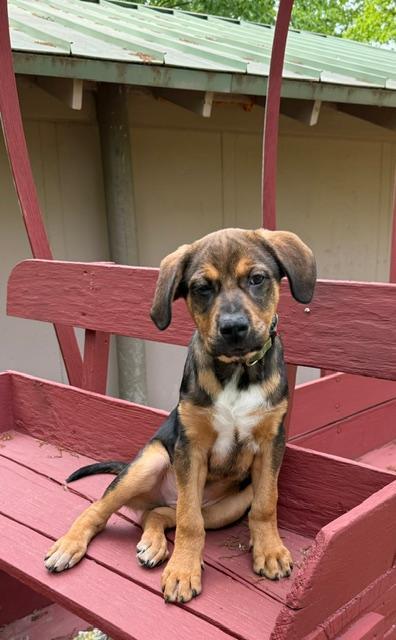 Enlarge Bayou, a ADOPTABLE mixed breed in East Sparta, OH image 6/6