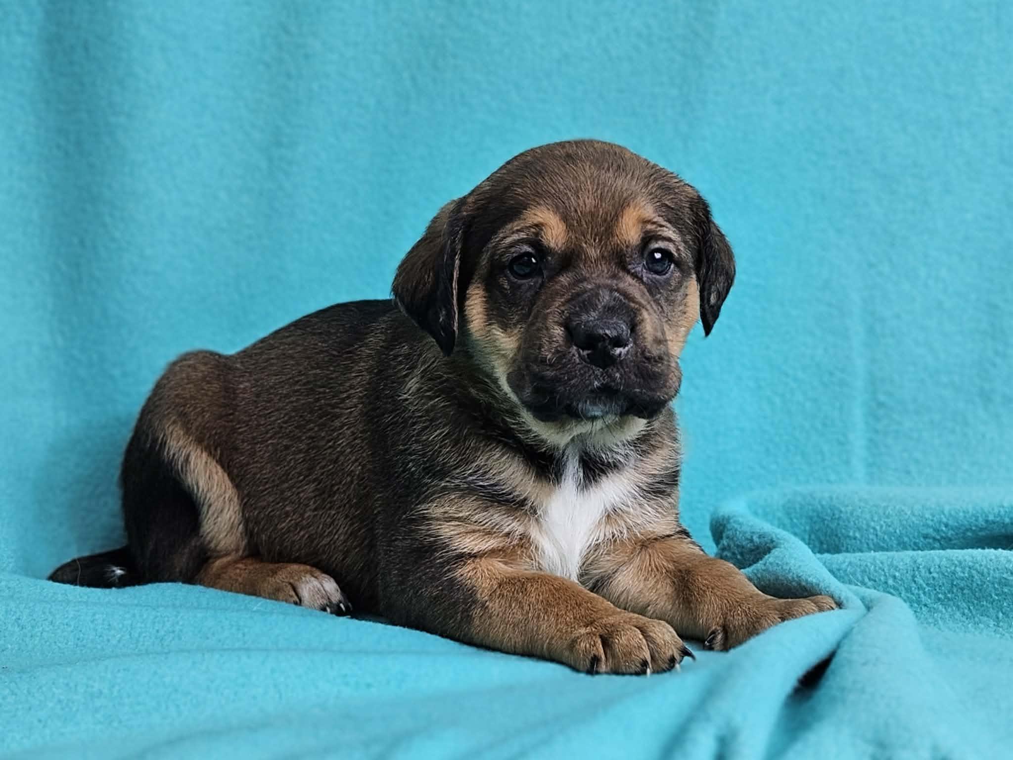 Enlarge Bayou, a ADOPTABLE mixed breed in East Sparta, OH image 1/1