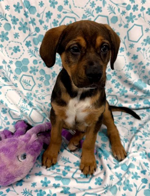 Enlarge Bayou, a ADOPTABLE mixed breed in East Sparta, OH image 5/6