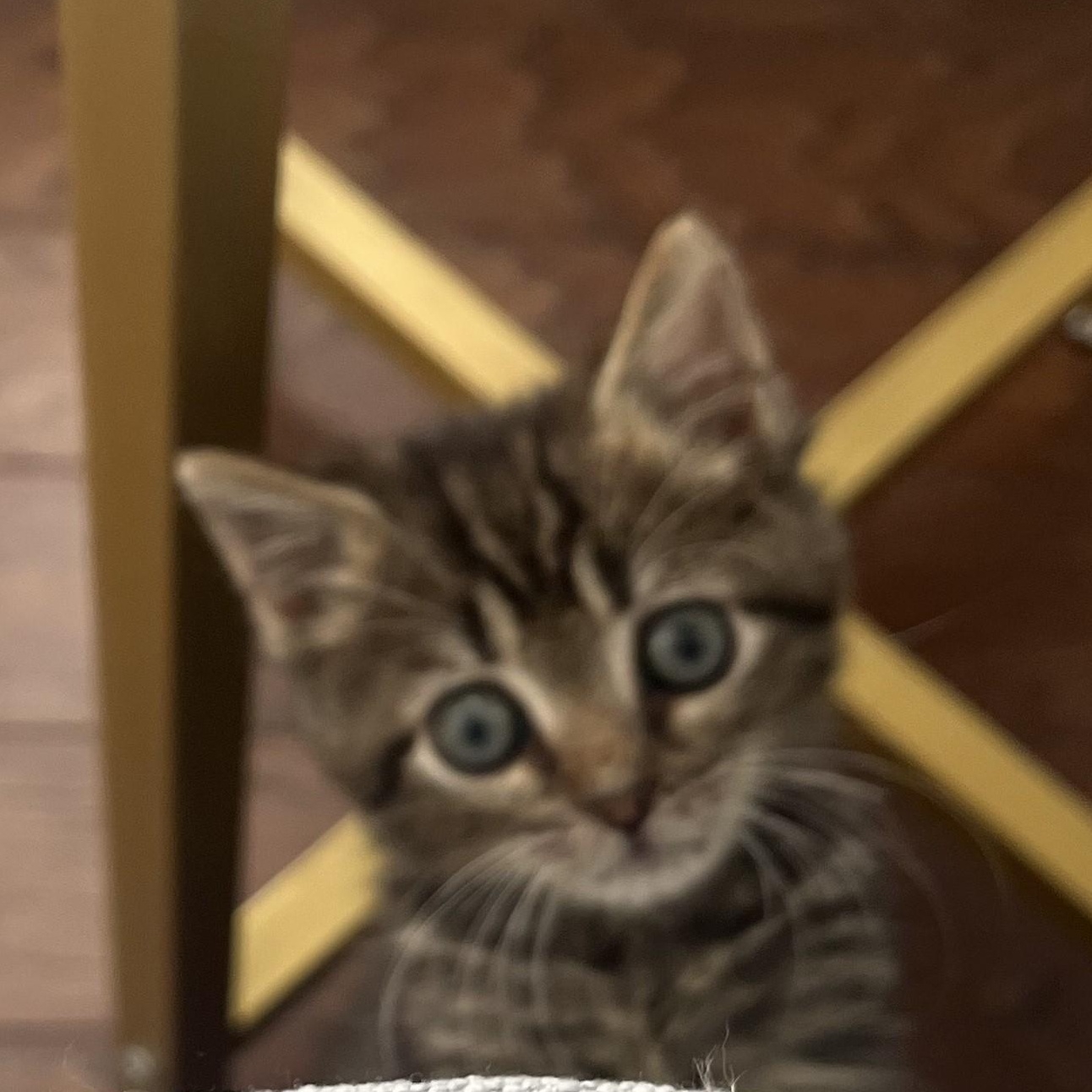 Eric-Our Tiny Ball of Sunshine