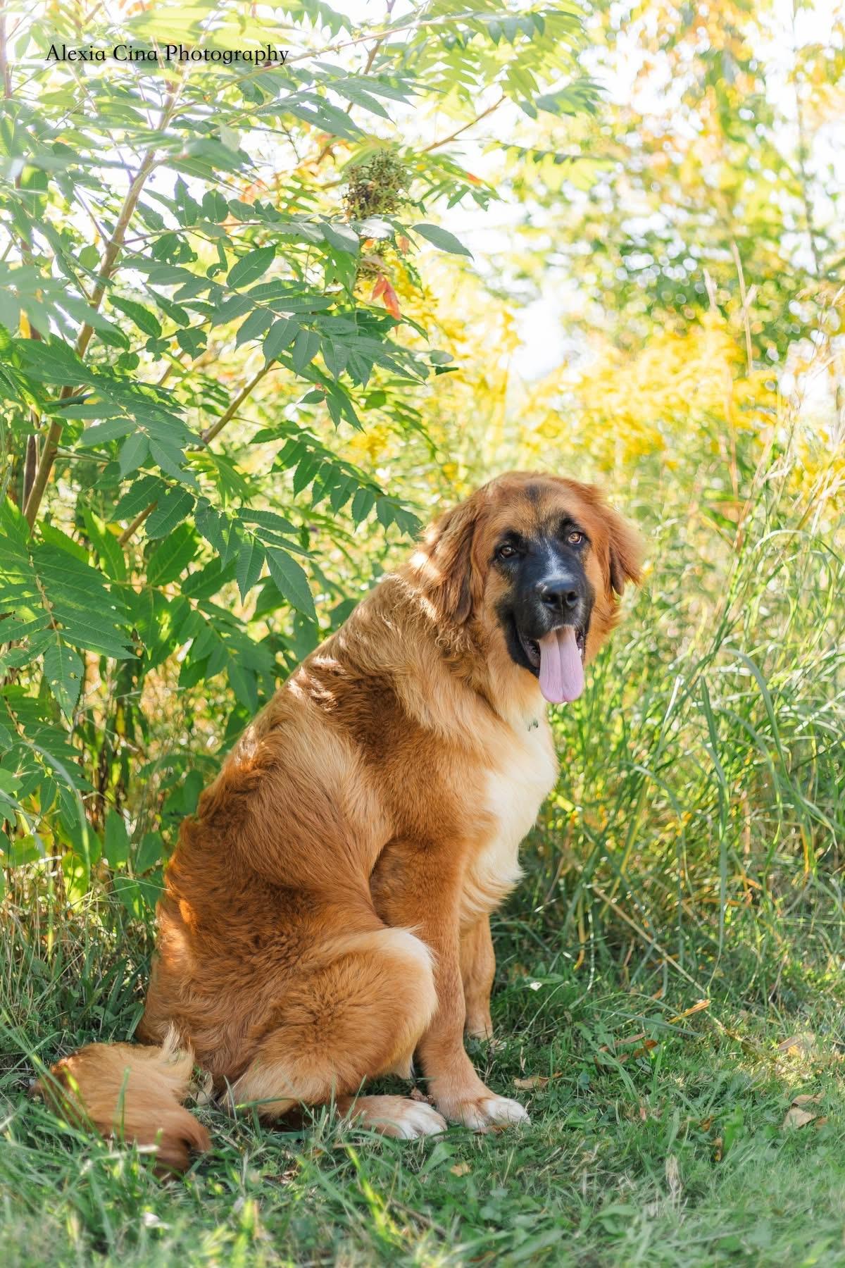 Dwayne, Adopted, Young Male Saint Bernard.