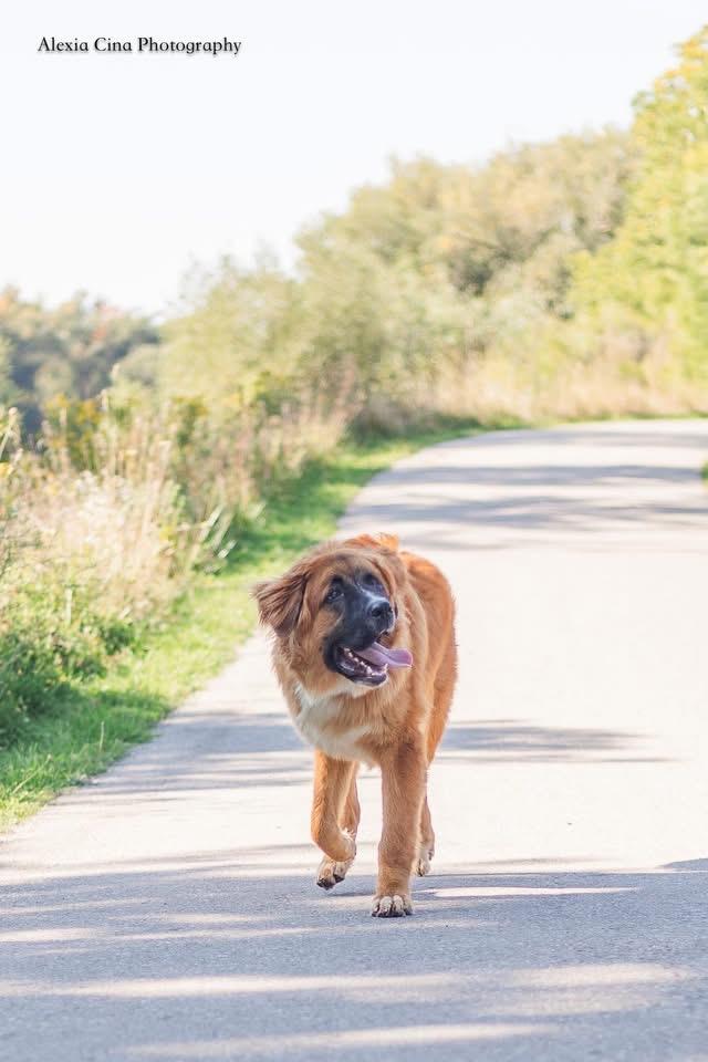 Enlarge Dwayne, a Adopted mixed breed in Drumbo, ON image 3/4