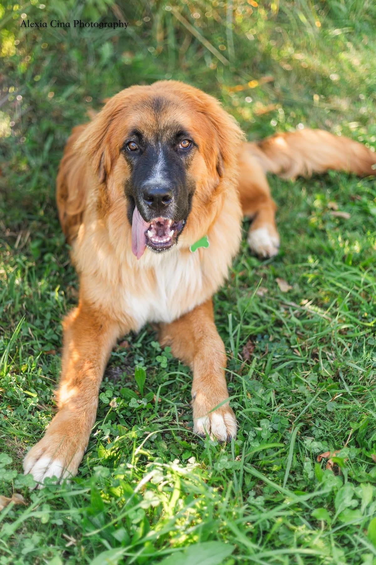 Enlarge Dwayne, a Adopted mixed breed in Drumbo, ON image 4/4