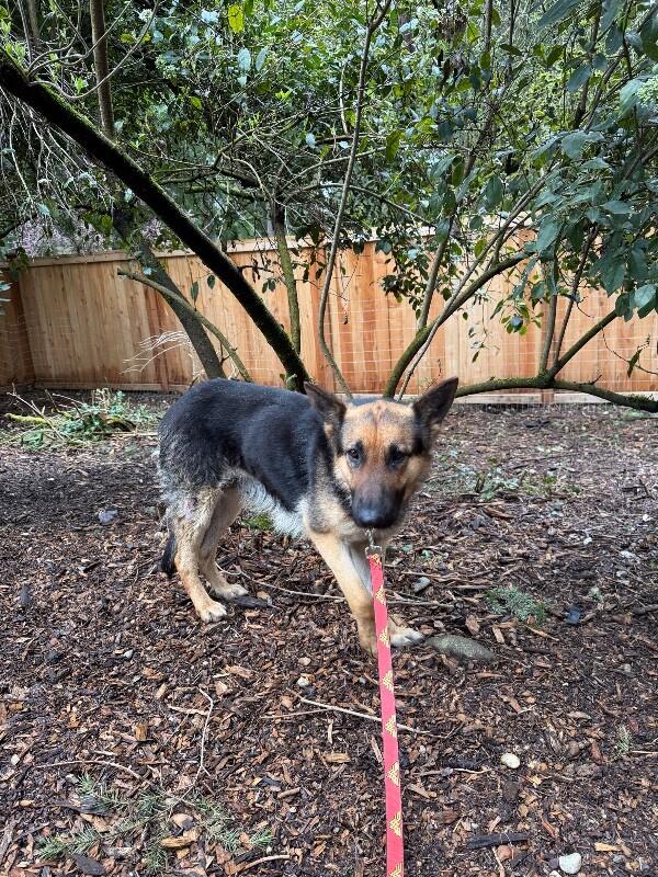 Enlarge Adele, a Adoptable German Shepherd Dog in renton, WA image 1/6