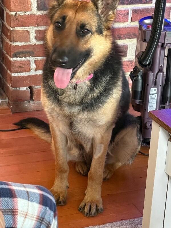 Enlarge Adele, a Adoptable German Shepherd Dog in renton, WA image 2/6