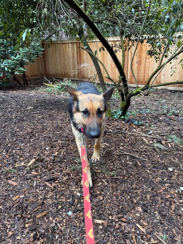 Enlarge Adele, a Adoptable German Shepherd Dog in renton, WA image 3/6