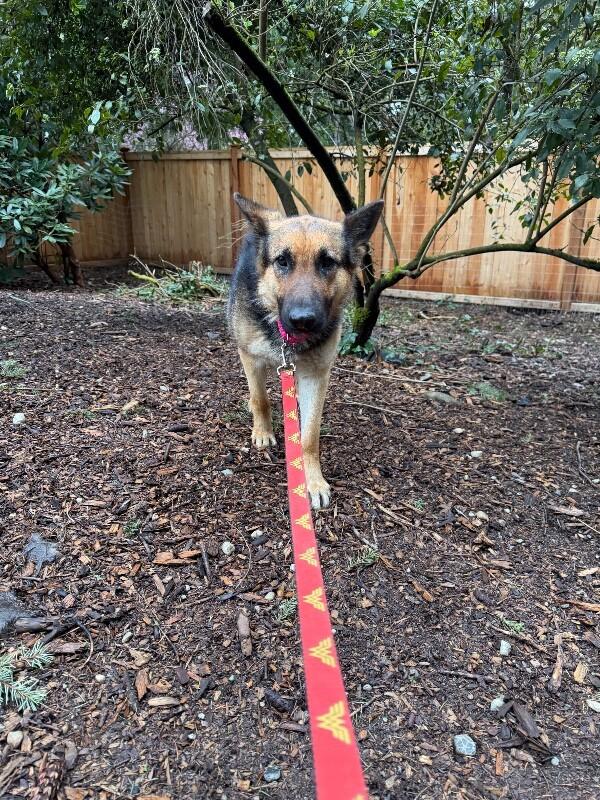 Enlarge Adele, a Adoptable German Shepherd Dog in renton, WA image 4/6