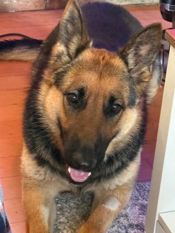 Enlarge Adele, a Adoptable German Shepherd Dog in renton, WA image 5/6